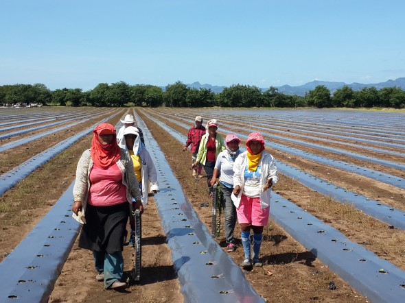 Vakbond werkt aan duurzame, veilige en gezonde werkomstandigheden op meloenplantages Honduras