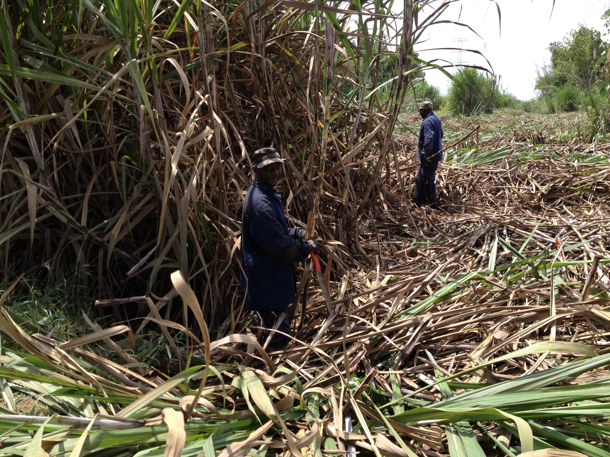 Suikerrietplantage in Colombia.