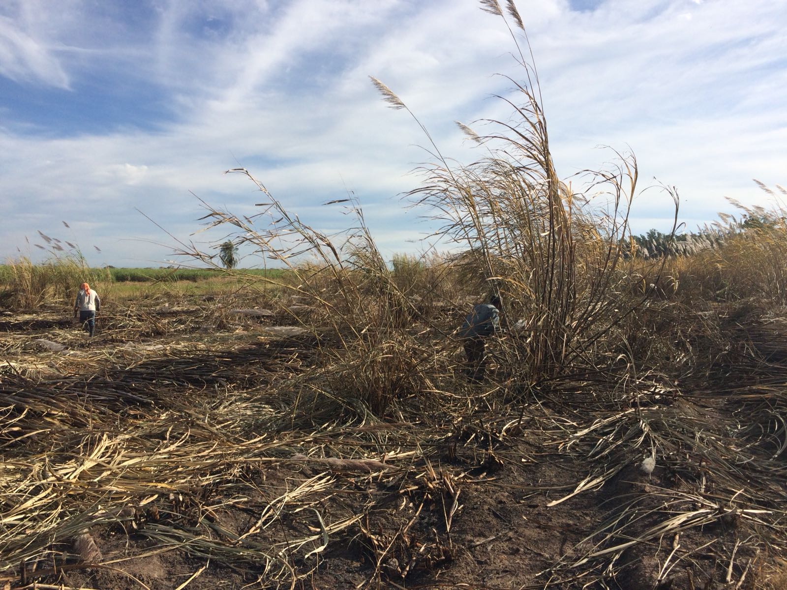 Bolivia - de suikerrietplantages zijn vaak afgelegen