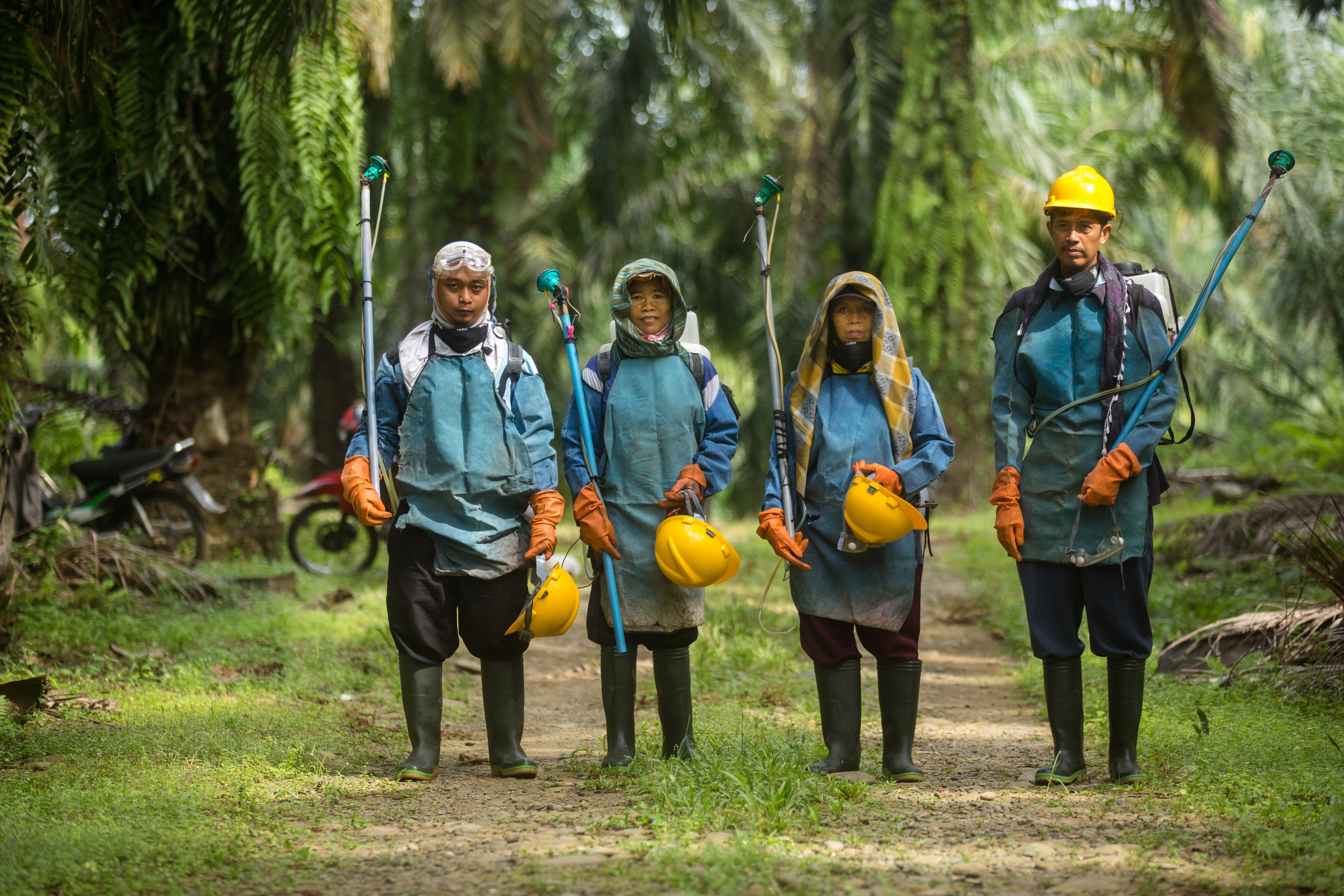 Indonesia Palm Oil harvesters