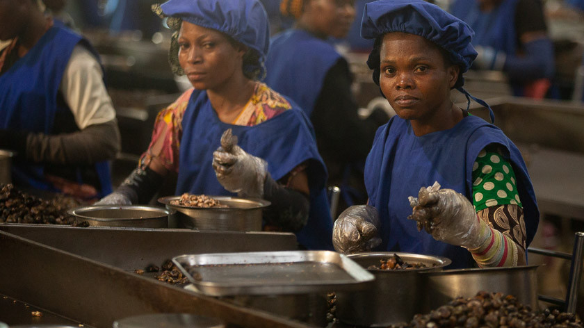 Vrouwen verwerken cashewnoten in een fabriek in West-Afrika