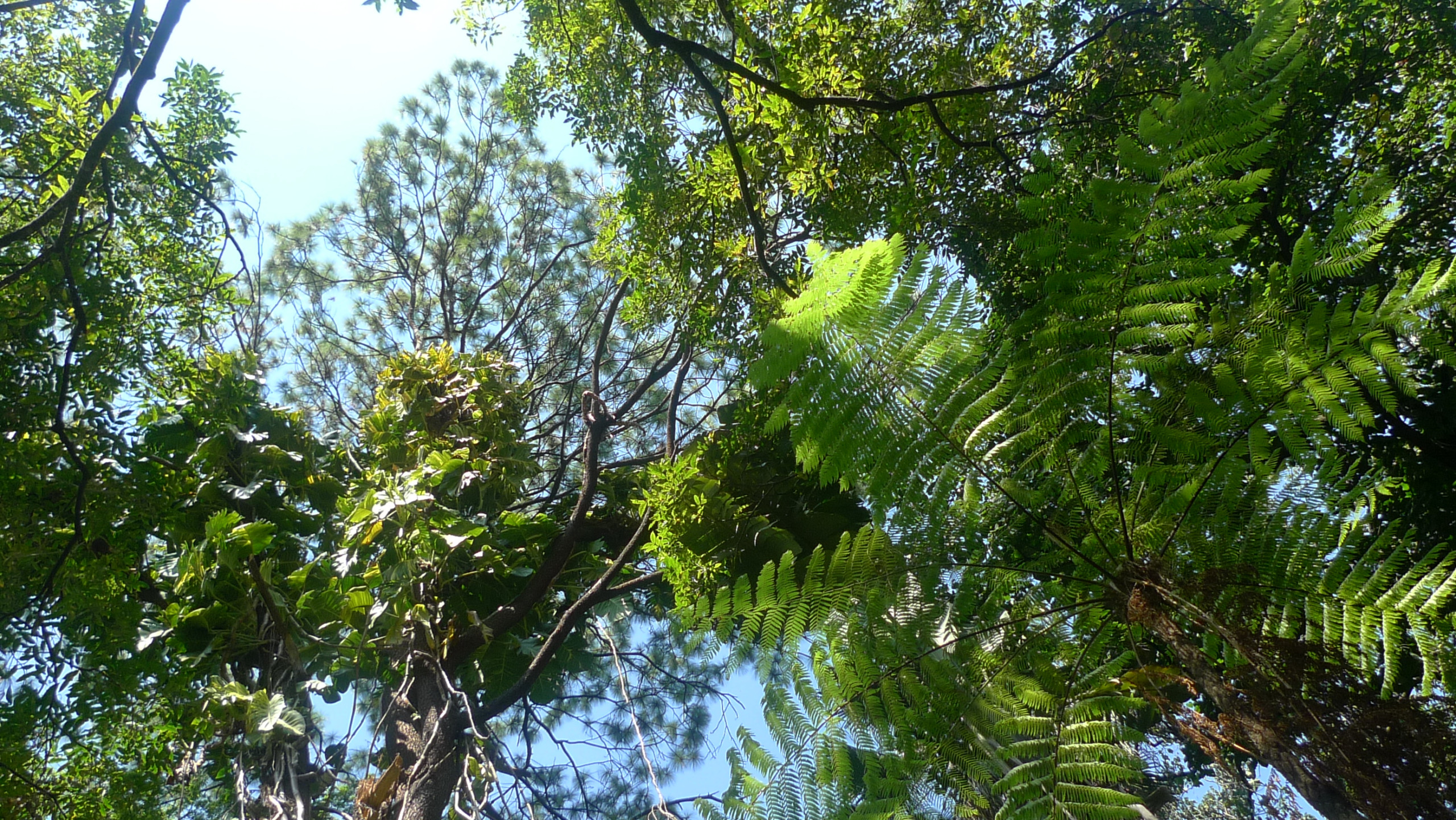 boomkroon - oerwoud canopy hout