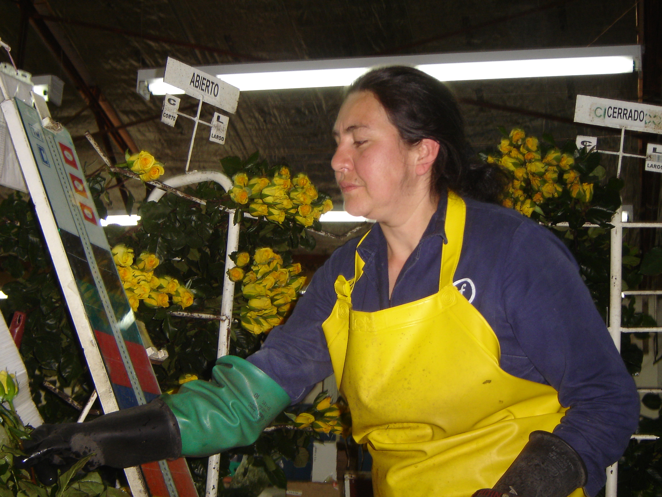 Colombia bloementeelt handel export