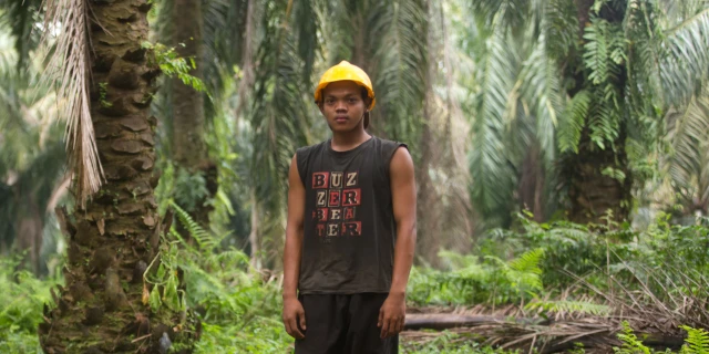 Palm oil