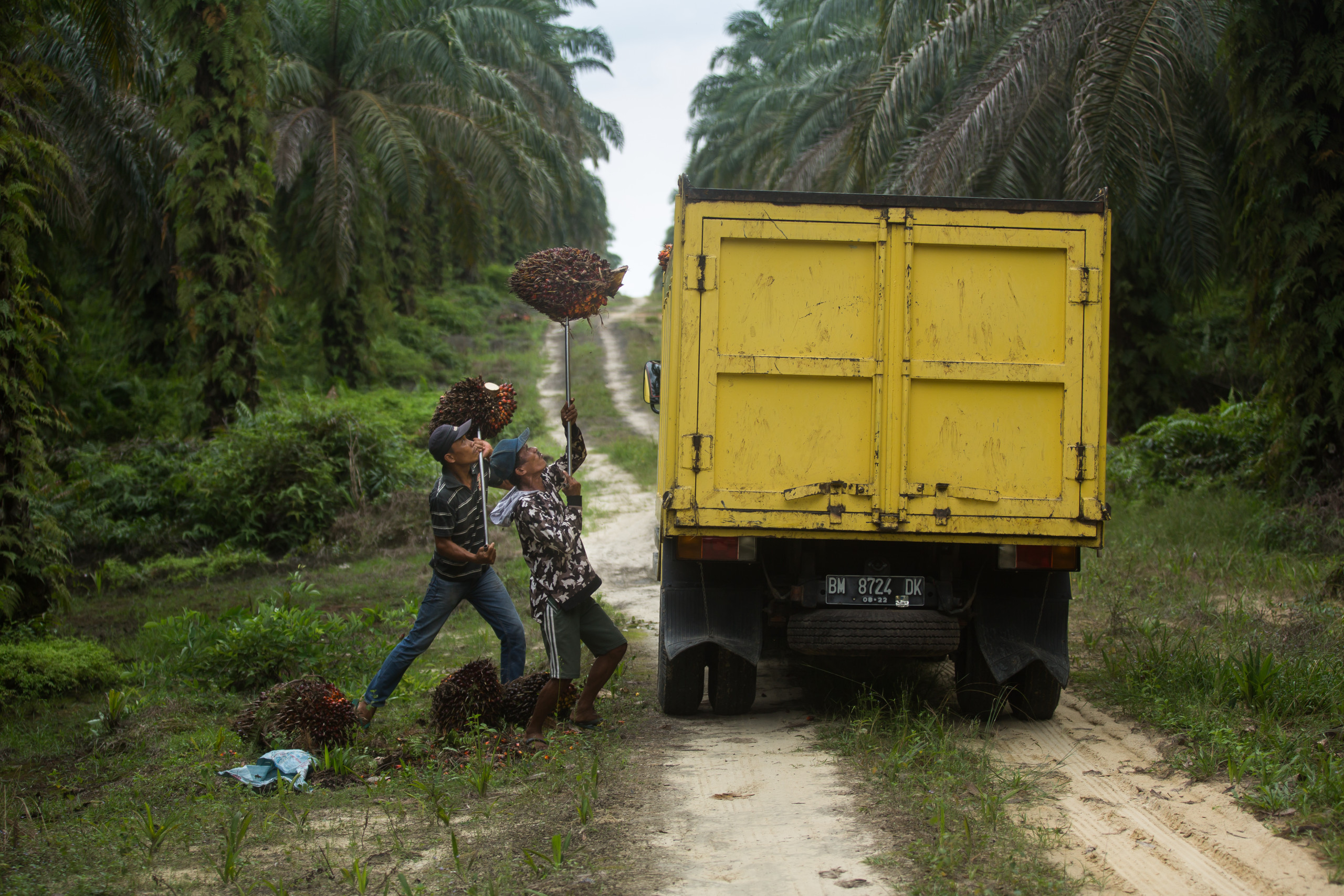 Palmolieplantage