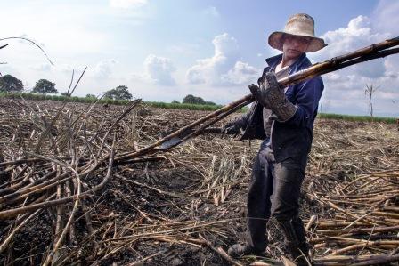 Betere werkomstandigheden voor 25000 suikerrietkappers in El Salvador