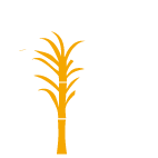 Sugarcane harvester