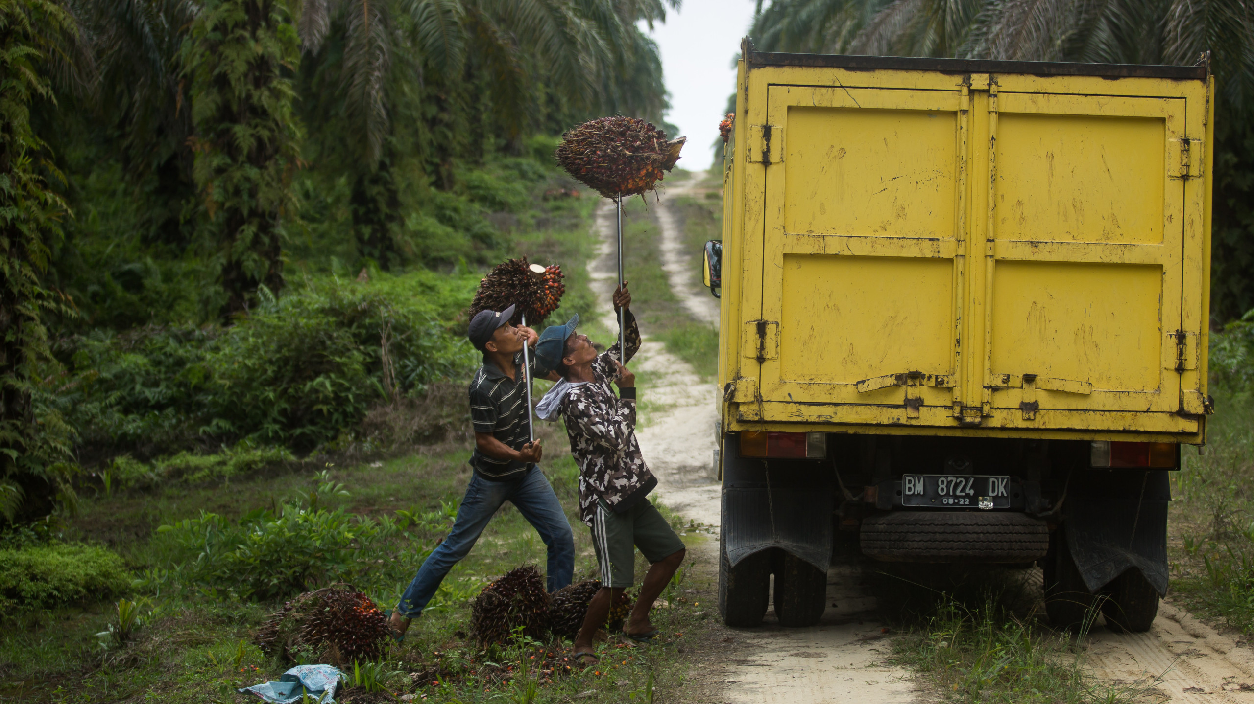 Palmolieplantage