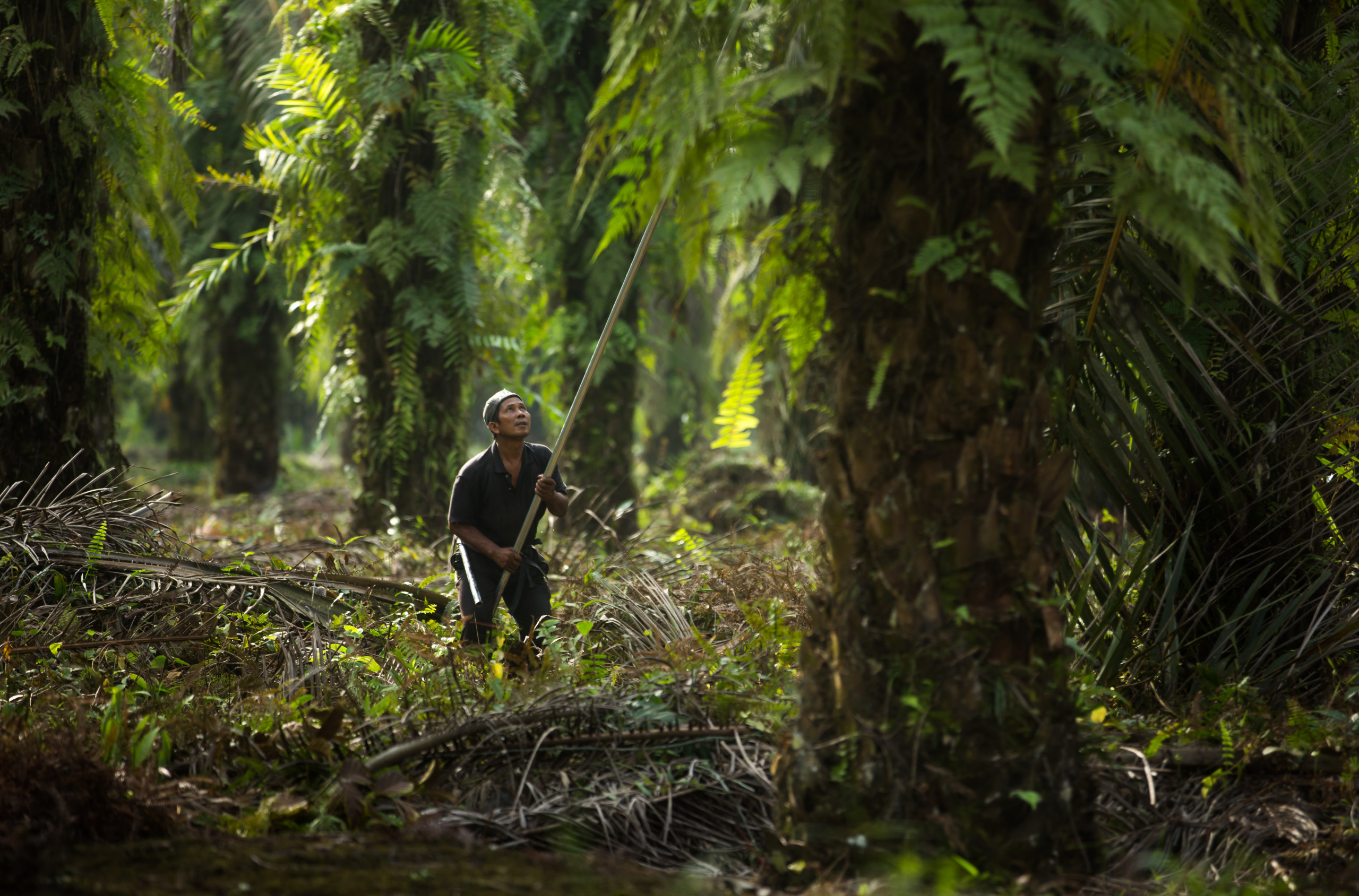 Palmolieplantage