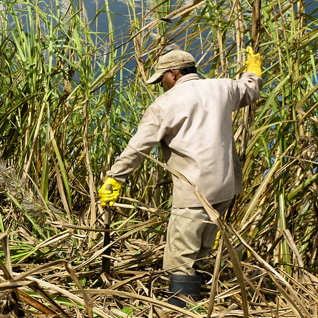 suger worker sugar worker