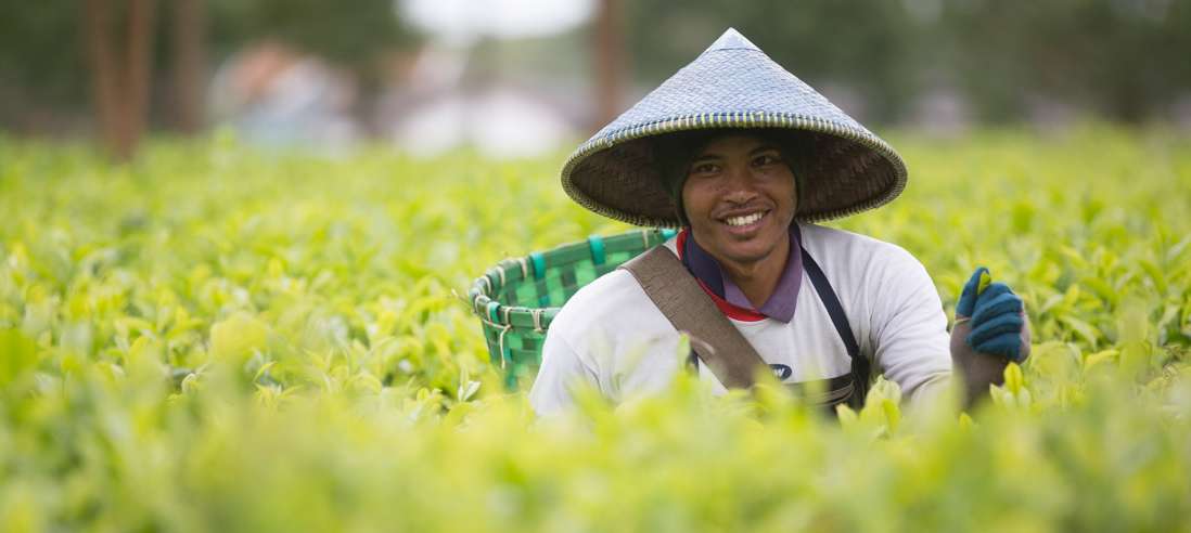 Indonesia Tea worker