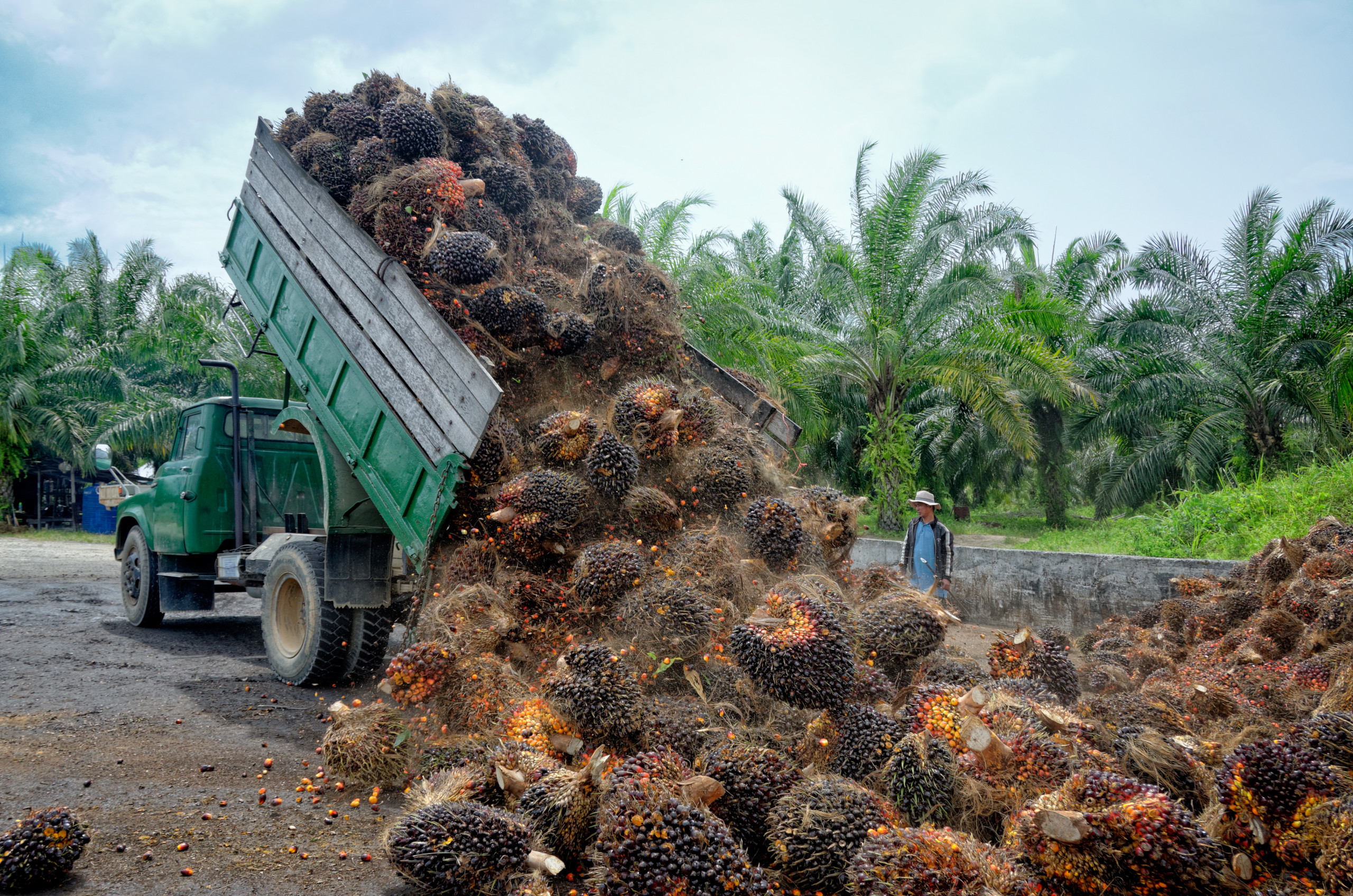 Indonesie Palmolie