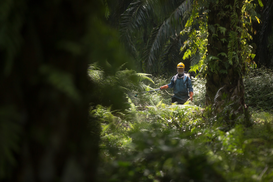 Serikat pekerja Indonesia mengungkapkan keprihatinan tentang pekerja industri kelapa sawit