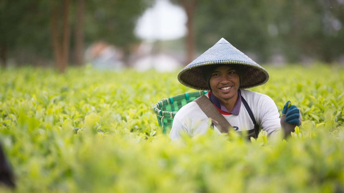 Indonesie Theeplantage