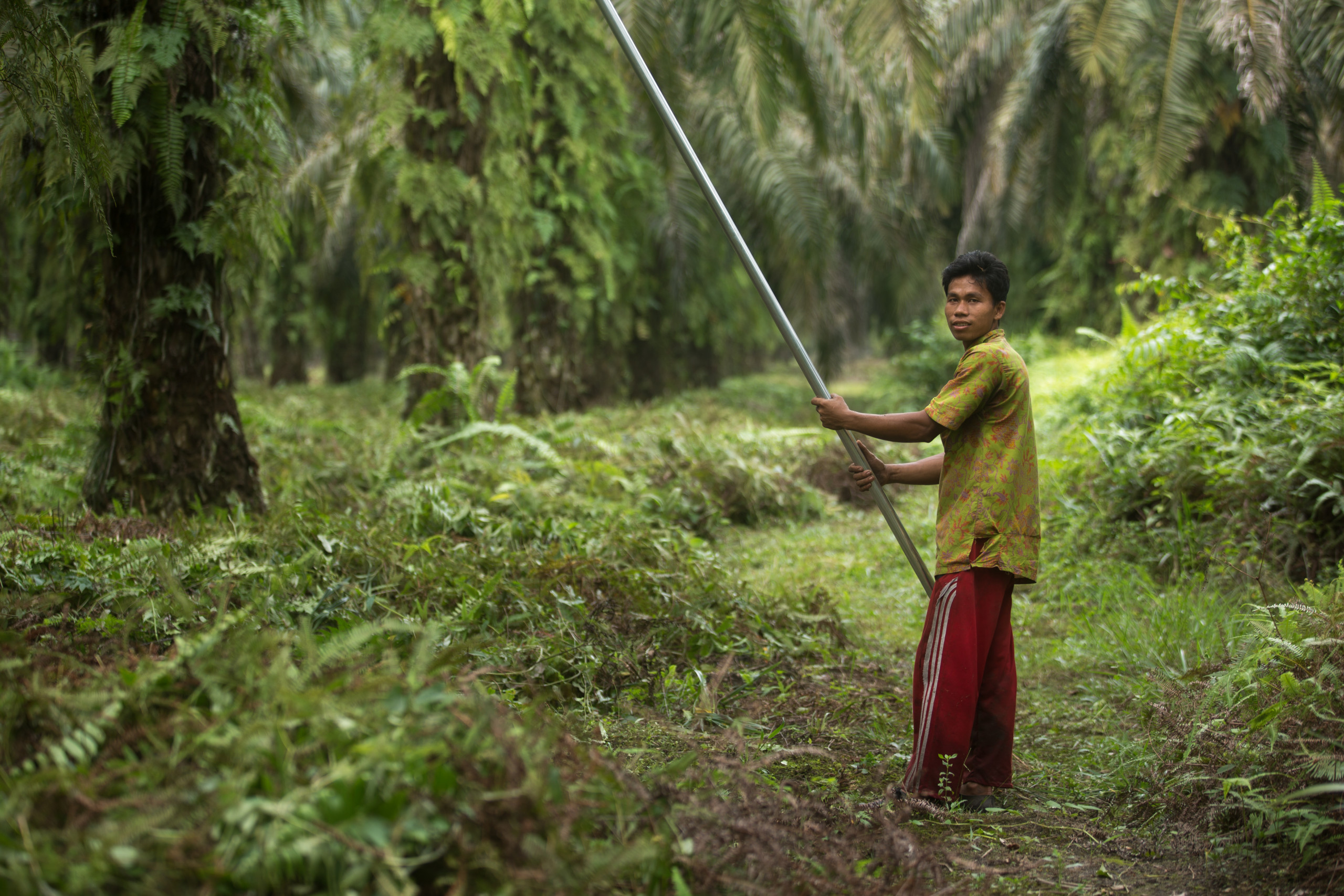 Palmolieplantage in Indonesië.